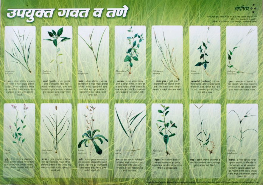 Upyukta Gavat va Tane ( Useful grasses and wild herbs) - Anthra livestock  development & ethnoveterinary group